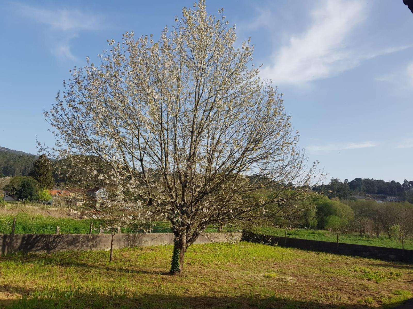 הוילה Porriño Casa La Porrinesa מראה חיצוני תמונה